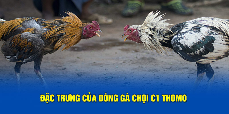 Đặc trưng của dòng gà chọi C1 Thomo